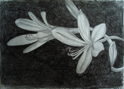 carbonilla, dibujo, flores